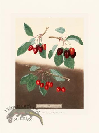 Brookshaw Fruit 34